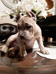 Bully pups for Sale!