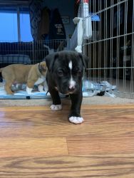 Puppy looking for new home