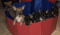 American bully/German Shepard puppies