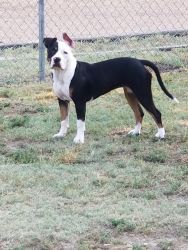 American bully babies for sale