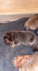 Micro bully puppies