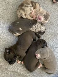 Available Pitbull puppies
