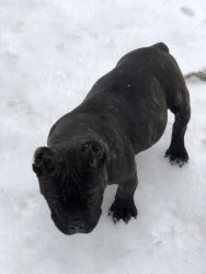 4 month old American bully female for sale