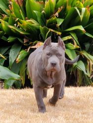 bully puppy papers breed quality beautiful color