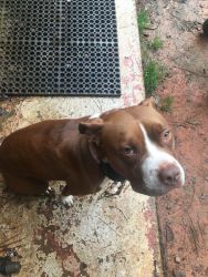 Female 1 year old Pit for sale