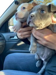 Two beautiful bully puppies!
