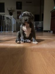 XL American Bully puppy’s top bloodlines