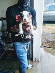 AMERICAN BULLIES PUPPIES 5 MALES AND 2 FEMALES LEFT $1250.00