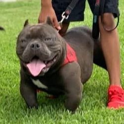 American bully pups for sale