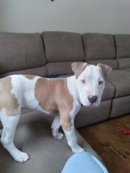 American bully for sale male 5 months old in iowa.