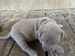 NAPR & ABA Registered American Bully Pups