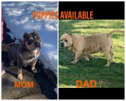 American Bully Puppies 4 sale