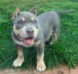Chocolate Tri American Bully Looking for Rehoming