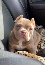 American Bullies ready for Rehoming