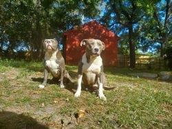 Ukc Steeledge Kennel American bullies puppies for sale