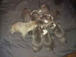 Steeledge American bully puppies