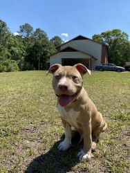 6 Month Fully Vaccinated Purebred American Bully