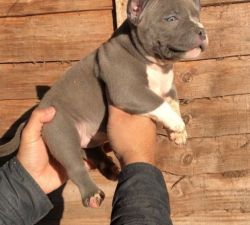 Pocket Bully puppies for sale