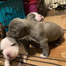 Extreme Pocket American Bully