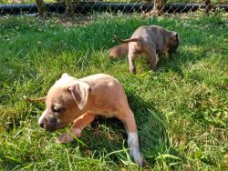 American bully pups fawn blue and blue pups available