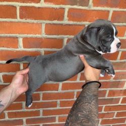 Amazing pocket American bully puppies on sale