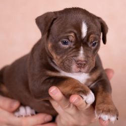 AKC registered Pocket American Bully puppies
