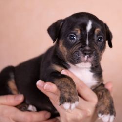 Bully puppies ready for a new home
