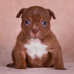 AKC Pocket American Bully puppies ready for a new home