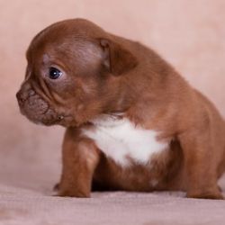 AKC Pocket American Bully puppies ready for new home