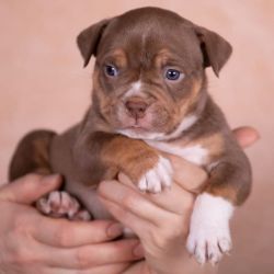 Healthy American Bully puppies Ready for new homes