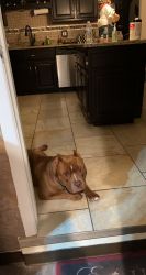 American bully Mail 8 month old . Fully vaccinated . Beautiful color a