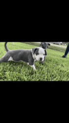 American Bully (Pockets) Need FURever home.