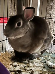 Chinchilla bunny needs forever home