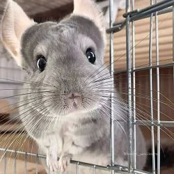 Chinchilla babaies for sale