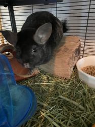 Chinchilla for sale “My name is Chi”