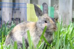Two bonded rabbits for adoption