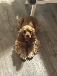 2 1/2 year-old cocker spaniel Blonde female never been bred