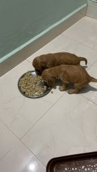 30 days old puppies