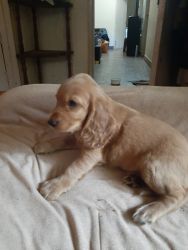 Amercan cocker spaniel pup for sale