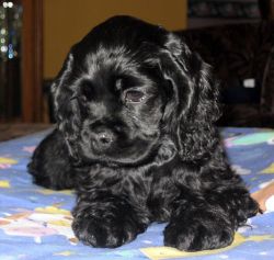 Black puppy 3 mnth old