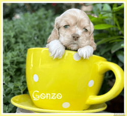 Gonzo (Cocker Spaniel)