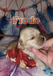 Cute Frodo