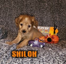 Amazing Shiloh