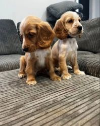 Adorable cocker spaniel puppies