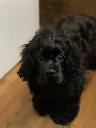 Urgent buy Beautiful cocker spaniel puppy