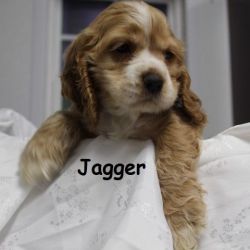 Meet Jagger