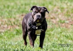 American bully available for rehoming