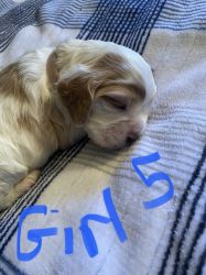 American cocker spaniel puppies for sale Merle