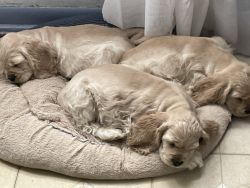 AKC cocker spaniel puppies Available looking for loving home,