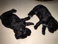 Healthy cocker spanial puppies available